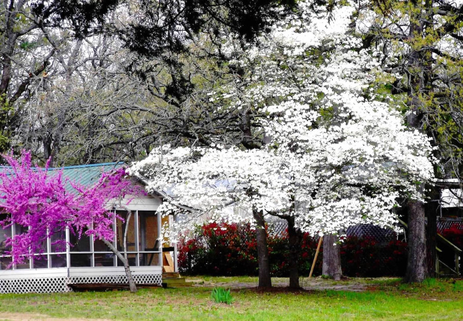 Spring Blooms